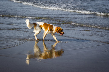 Epagneul à la plage avec son reflet