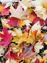 Maple leaves lies on a walkway in a park. The arrival of autumn and the autumn mood.