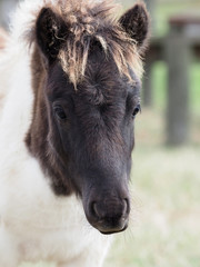 Fototapeta premium Cute Foal