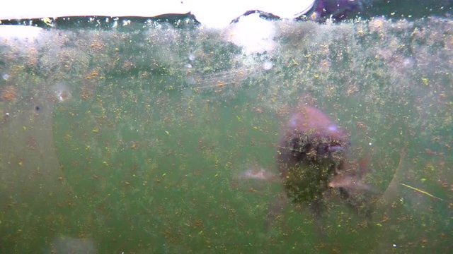  The fish lives in a dirty environment and survives. Ecology. slow motion