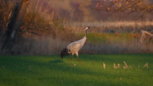 Common Crane or Eurasian Crane (Grus Grus) adult walking in a field in soft autumn light. Slow motion clip.