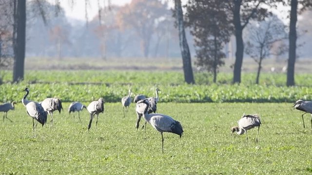 Common Cranes or Eurasian Cranes (Grus Grus) adult and juvenile walking in a field in soft autumn light. Slow motion clip.