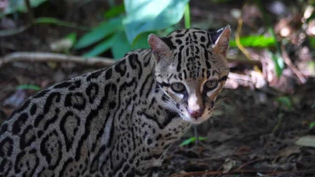 Close up video of a Ocelot in the tropical jungle
