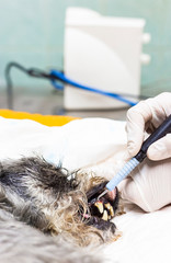 Veterinarian dentist doing procedure of professional teeth cleaning dog in a veterinary clinic. Anesthetized dog. Pet healthcare concept.