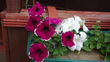 Цветы петунии 