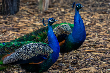 Fototapeta premium peacock, zoo, birds, bird