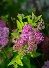 Japanese meadowsweet in the nature