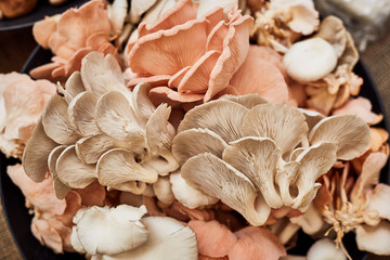 organic Oyster mushrooms at the market stall