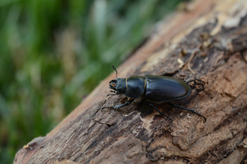 Hirschkäferweibchen