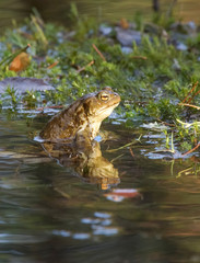 European toad