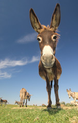 Portrait of funny cartoon like donkey