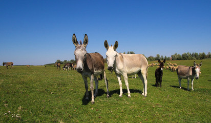 Obraz na płótnie Canvas Herd of wild donkeys graze on meadow