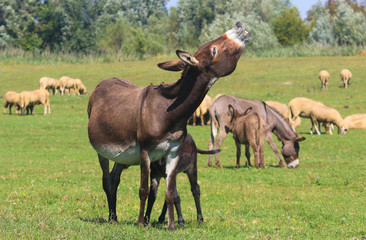 Donkey hee haw on the pasture