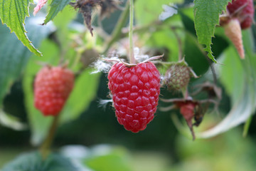 Ripe raspberry fruits