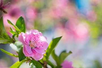 Fototapeta premium Blooming pink plum blossom with blur background