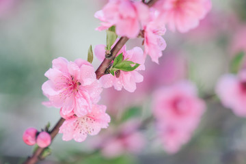 Blooming pink plum blossom with droplet