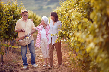 Autumn vineyards. Wine and grapes. Family tradition. family working at winemaker vineyard.