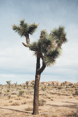 Joshua Tree National Park, USA