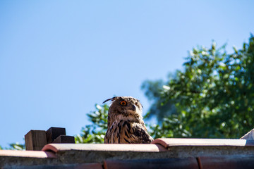 owl on the roof