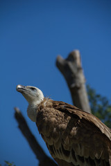 Vulture close-up