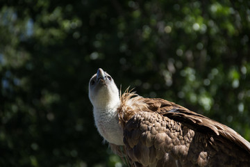 Vulture close-up