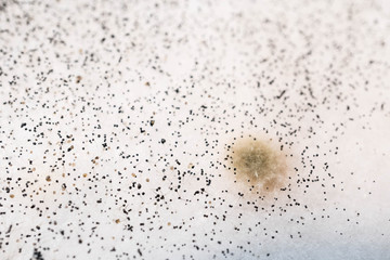 Fungus mold growing on coconut milk surface