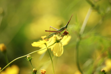 ショウリョウバッタ