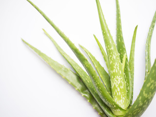 aloe vera star cactus Isolated on a white background