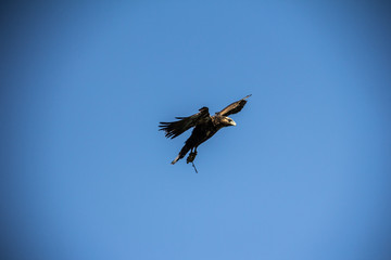 captive eagle flying in the blue sky