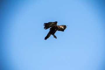 eagle flying in the blue sky