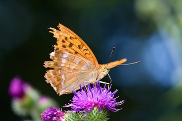 Silver-washed fritillary butterfly in natural environment, Danubian wetland, Slovakia