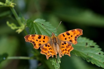 Silver-washed fritillary butterfly in natural environment, Danubian wetland, Slovakia