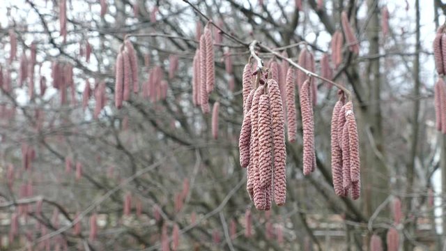 Black alder branches with male and female flowers in early spring
