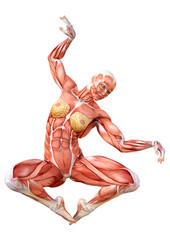 3D Rendering Female Anatomy Figure on White