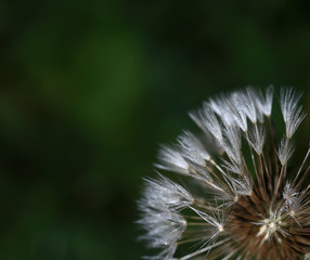 Art photo of dandelion seeds close up on natural blurred background.Drops of morning dew on dandelion seeds.