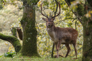 Naklejka na ściany i meble Fallow deer in nature during mating season in autumn colors