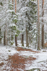 Beautiful serene winter forest landscape