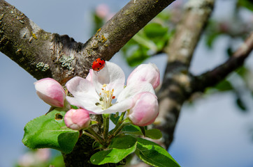 Ladybug on Flower