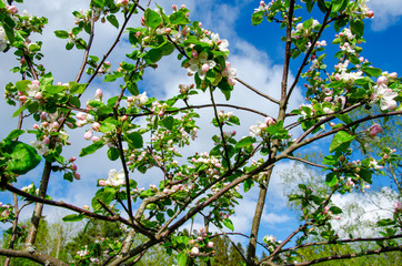 Fototapeta na wymiar Blossoming spring