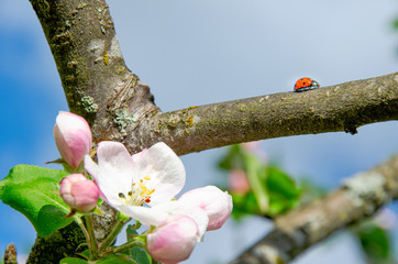 Ladybug and Flower