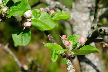 Spring flower