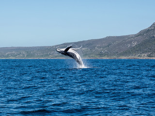 Fototapeta premium Humpback Whale Breaching