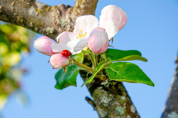 Ladybug on Flower
