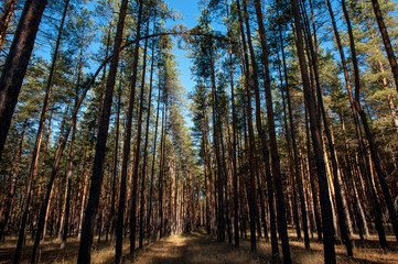  forest on a sunny day