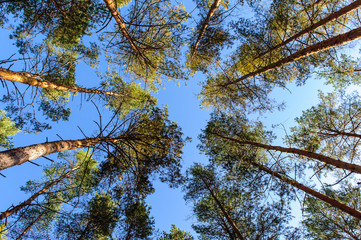  forest on a sunny day