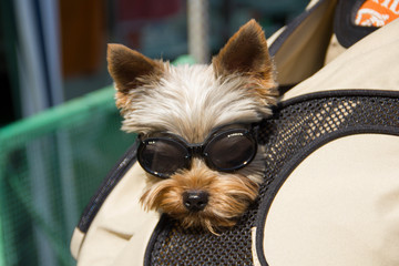 Yorkshire Terrier im Rucksack