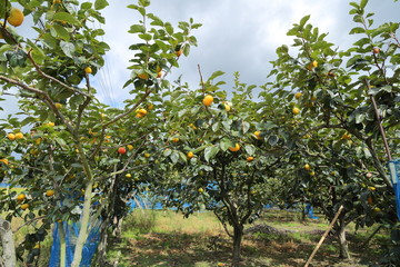 Persimmon field in Okayama,Japan