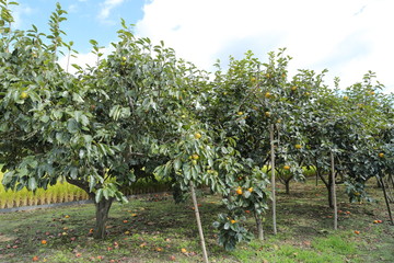 Persimmon field in Okayama,Japan