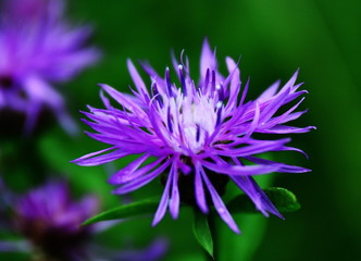 Obraz premium closeup of purple flower