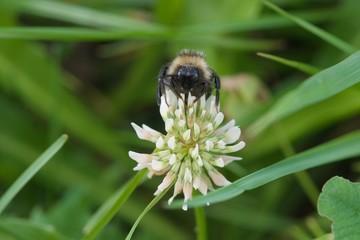 shaggy bumblebee on white clover, Dutch clover, Ladino clover, Ladino, Trifolium repens
